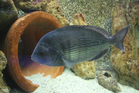 aquarium