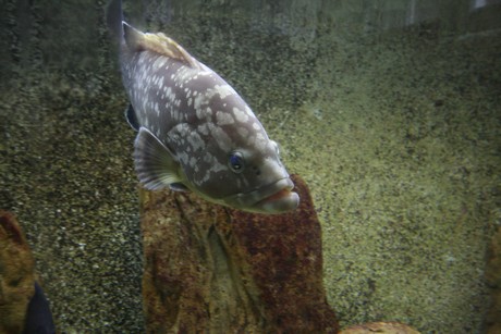 aquarium