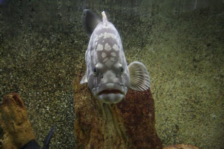 aquarium