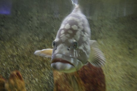 aquarium