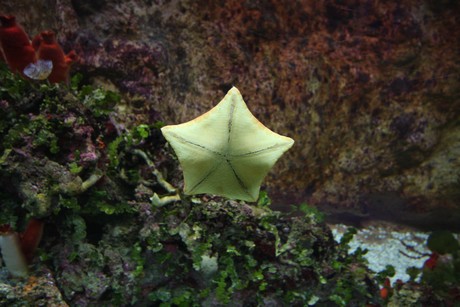 aquarium