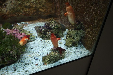 aquarium