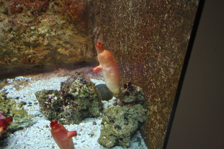 aquarium