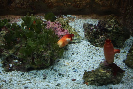 aquarium