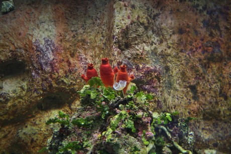 aquarium