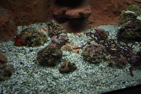 aquarium