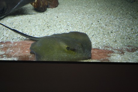 aquarium