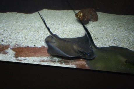 aquarium
