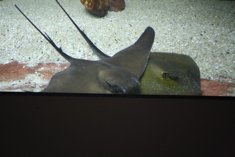 aquarium