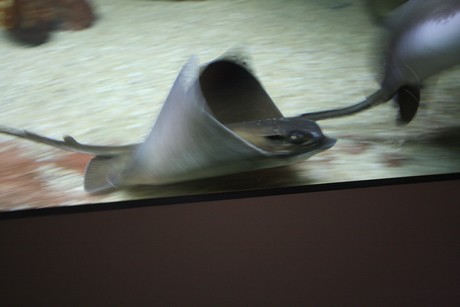 aquarium