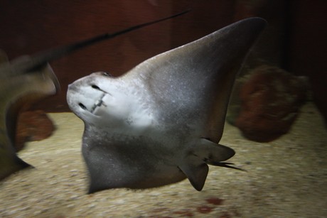 aquarium