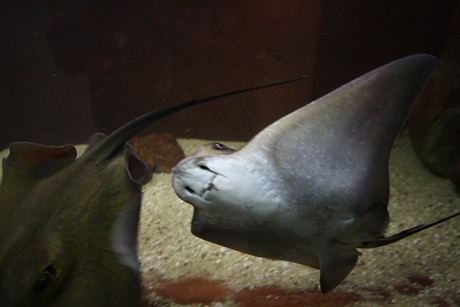 aquarium