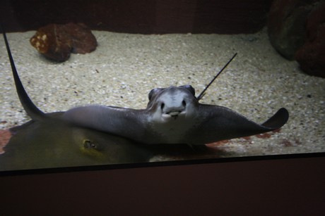 aquarium