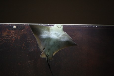 aquarium