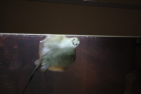 aquarium