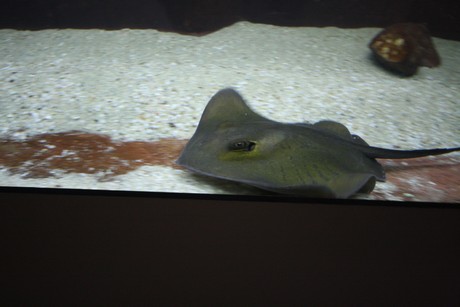 aquarium