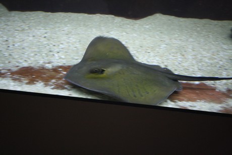 aquarium