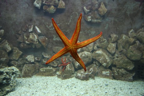 aquarium