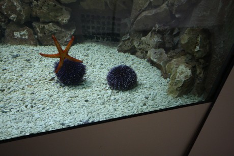 aquarium