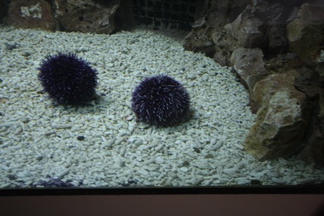 aquarium