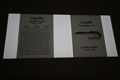 aquarium