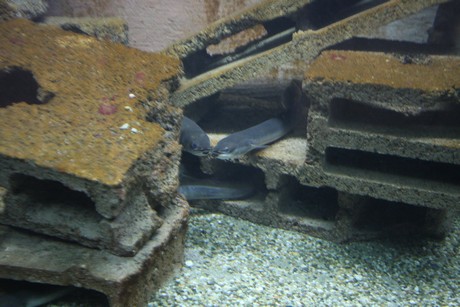 aquarium