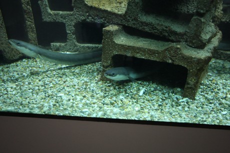 aquarium