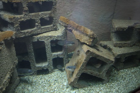 aquarium