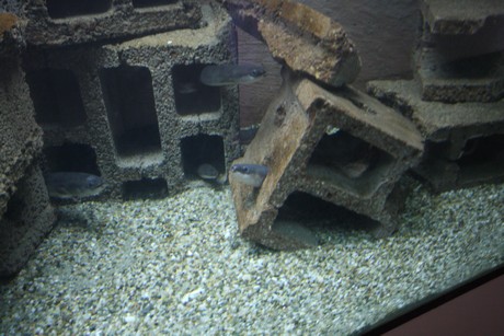 aquarium