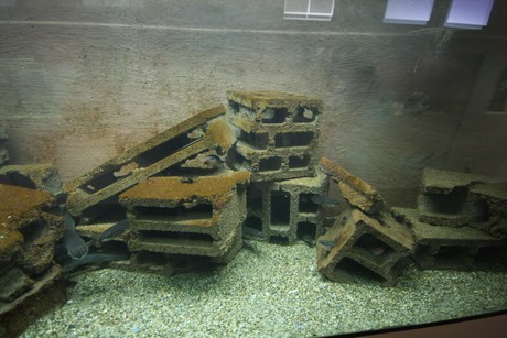 aquarium