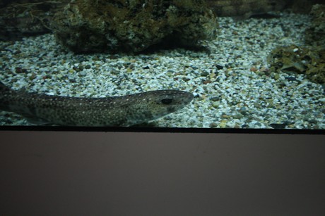 aquarium