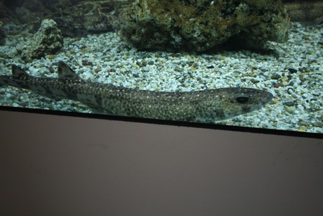 aquarium