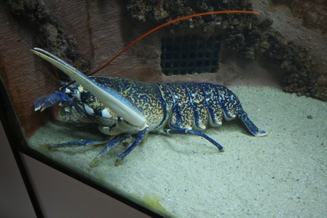 aquarium