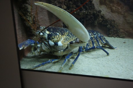 aquarium