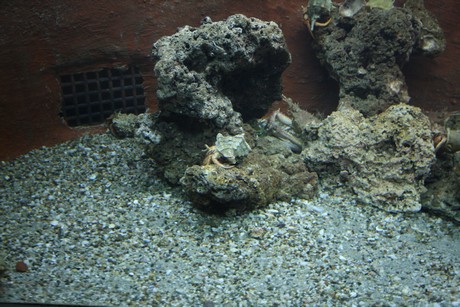 aquarium