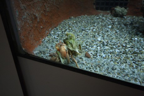 aquarium