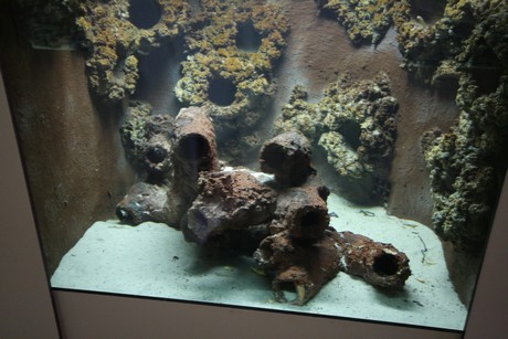 aquarium