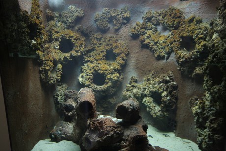 aquarium