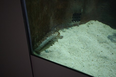 aquarium