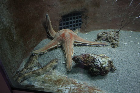 aquarium