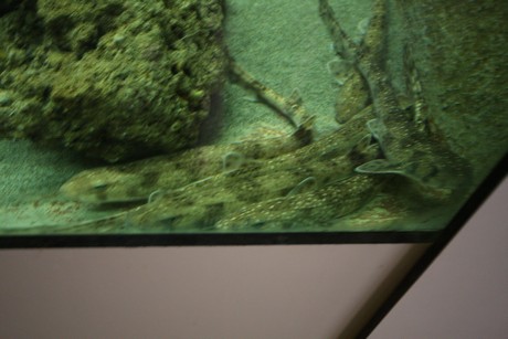 aquarium