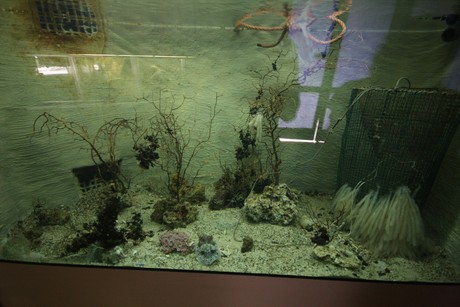 aquarium