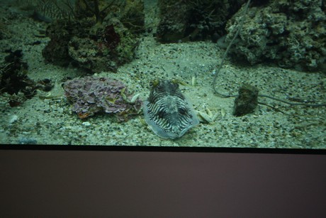 aquarium