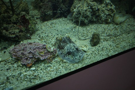 aquarium