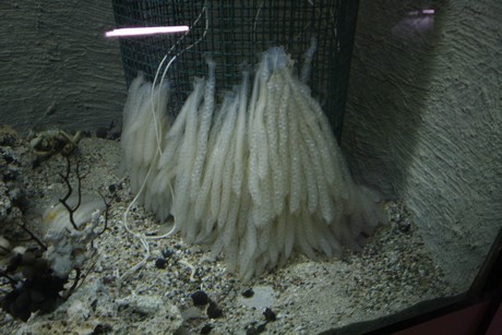 aquarium