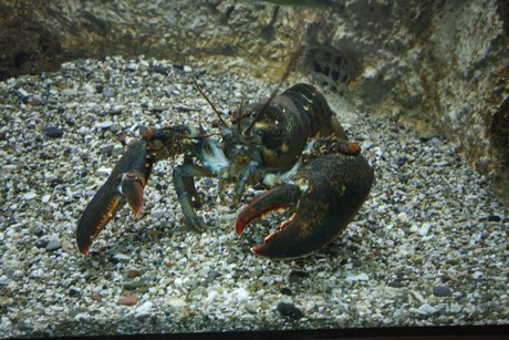 aquarium