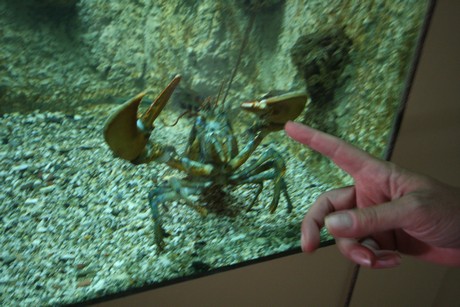aquarium