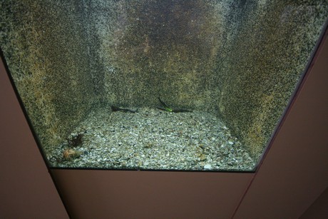 aquarium