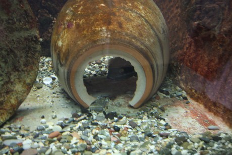 aquarium