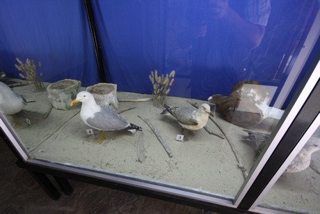 aquarium